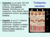 Akis - regėjimo organas  16 puslapis