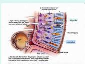 Akis - regėjimo organas  17 puslapis