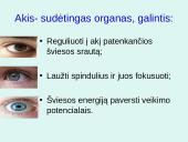 Akis - regėjimo organas  4 puslapis
