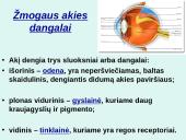 Akis - regėjimo organas  7 puslapis