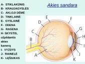 Akis - regėjimo organas  8 puslapis