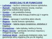 Akis - regėjimo organas  9 puslapis