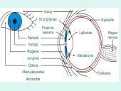 Akis - regėjimo organas  10 puslapis