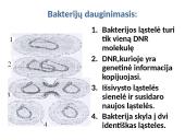 Bakterinės ir virusinės ligos 15 puslapis