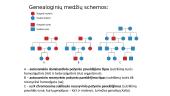 Organizmų požymių paveldėjimas ir kintamumas 14 puslapis