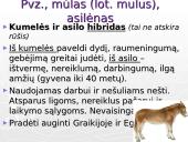 Evoliucijos samprata. Rūšies atsiradimas 7 puslapis