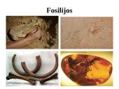 Evoliucijos įrodymai - teorija 12 puslapis