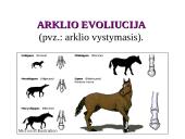 Evoliucijos įrodymai - teorija 18 puslapis