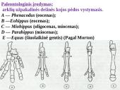 Evoliucijos įrodymai - teorija 19 puslapis