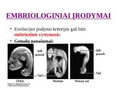 Evoliucijos įrodymai - teorija 20 puslapis