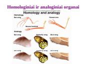 Evoliucijos įrodymai - teorija 4 puslapis