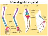 Evoliucijos įrodymai - teorija 5 puslapis