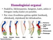 Evoliucijos įrodymai - teorija 6 puslapis