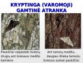 Gamtinė atranka ir jos rūšys 13 puslapis