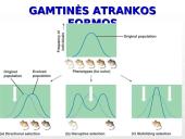 Gamtinė atranka ir jos rūšys 18 puslapis