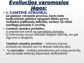 Gamtinė atranka ir jos rūšys 4 puslapis