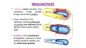 Žmogaus kraujotaka - teorija 7 puslapis