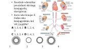 Žmogaus kraujotaka - teorija 8 puslapis