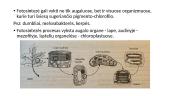 Fotosintezė ir medžiagų apykaita augaluose 8 puslapis