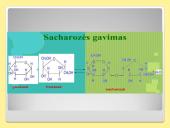 Angliavandeniai – cukrūs 13 puslapis