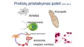 Protistai ir grybai 4 puslapis
