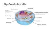 Ląstelės ir membranos 16 puslapis