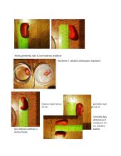 Osmoso tyrimas daržovėse 2 puslapis
