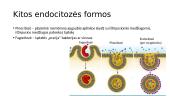 Pernaša per membranas ir metabolizmas 19 puslapis