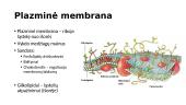 Pernaša per membranas ir metabolizmas 6 puslapis