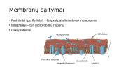 Pernaša per membranas ir metabolizmas 8 puslapis