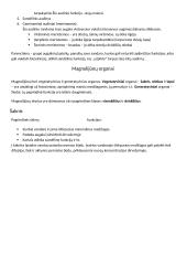 Augalų audiniai. Magnolijūnai 2 puslapis