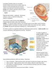 Augalų audiniai. Magnolijūnai 4 puslapis