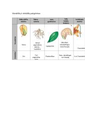 Augalų audiniai. Magnolijūnai 5 puslapis