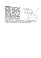 Stuburinių kvėpavimo sistemos 2 puslapis