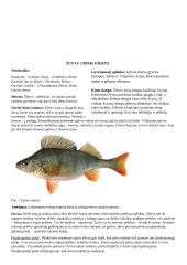 Svarbūs gyvūnai egzaminui 11 puslapis