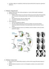 Svarbūs gyvūnai egzaminui 13 puslapis