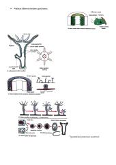 Svarbūs gyvūnai egzaminui 15 puslapis
