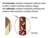 Augalų stiebai. Medžiagų pernaša stiebais  11 puslapis