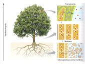 Augalų stiebai. Medžiagų pernaša stiebais  14 puslapis