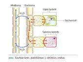 Augalų stiebai. Medžiagų pernaša stiebais  17 puslapis