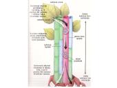 Augalų stiebai. Medžiagų pernaša stiebais  18 puslapis