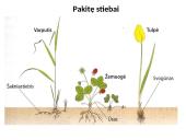 Augalų stiebai. Medžiagų pernaša stiebais  3 puslapis