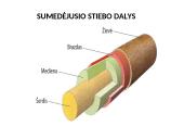 Augalų stiebai. Medžiagų pernaša stiebais  4 puslapis