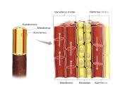 Augalų stiebai. Medžiagų pernaša stiebais  6 puslapis