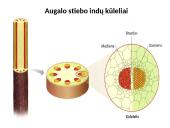 Augalų stiebai. Medžiagų pernaša stiebais  7 puslapis