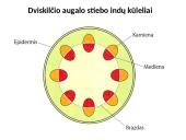 Augalų stiebai. Medžiagų pernaša stiebais  8 puslapis