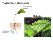 Augalų stiebai. Medžiagų pernaša stiebais  10 puslapis