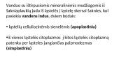 Augalų šaknys. Medžiagų pernaša šaknimis  14 puslapis