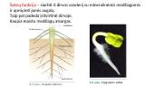 Augalų šaknys. Medžiagų pernaša šaknimis  4 puslapis