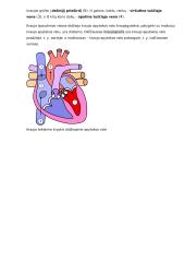 Didysis ir mažasis kraujo apytakos ratai 2 puslapis